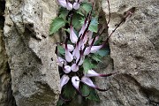 07 Raponzolo di roccia (Physoplexis comosa) in Filaressa